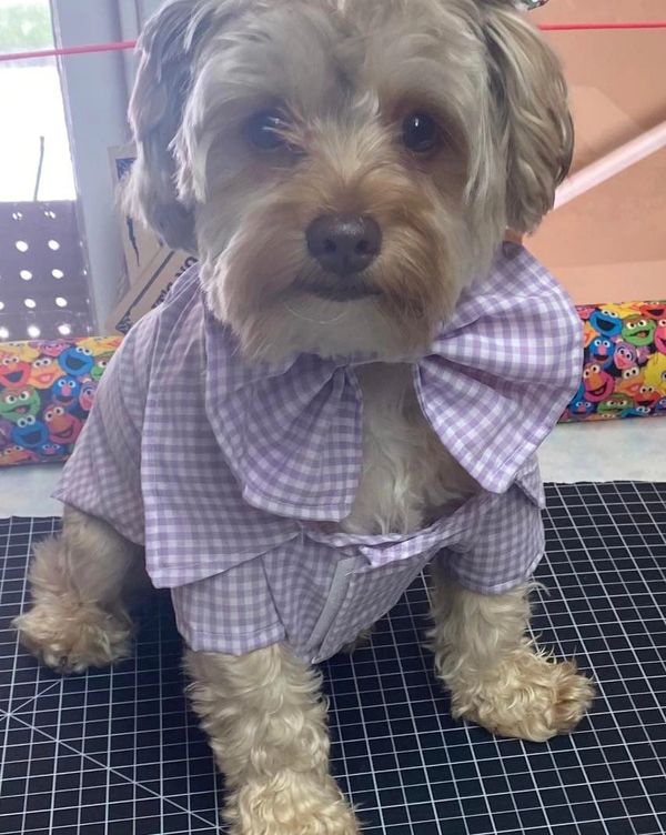 The Posh Pet Boutique Dog Clothes, Dog Boutique